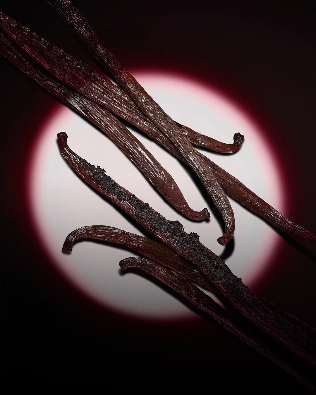 Close-up of dark vanilla pods highlighted by a pink circular spotlight on a dark background.