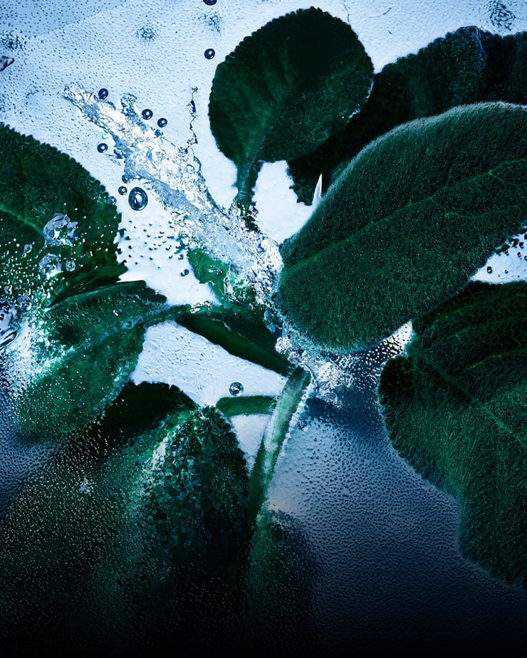 Fresh sage leaves with water and ice, representing the aromatic and cool notes of YSL Y Eau de Toilette Intense Iced Cologne.