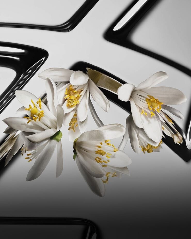 Close-up details of white orange blossom flowers against a metal background.