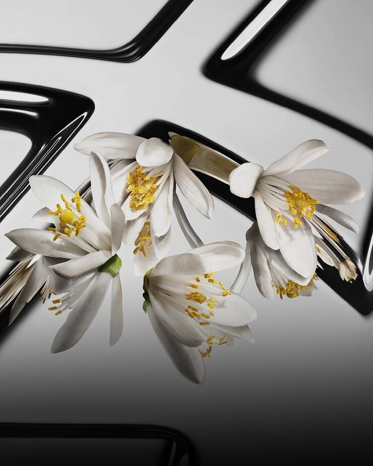 Contrasted orange blossom flowers with white petals and yellow hearts on a reflective YSL
Cassandre background.